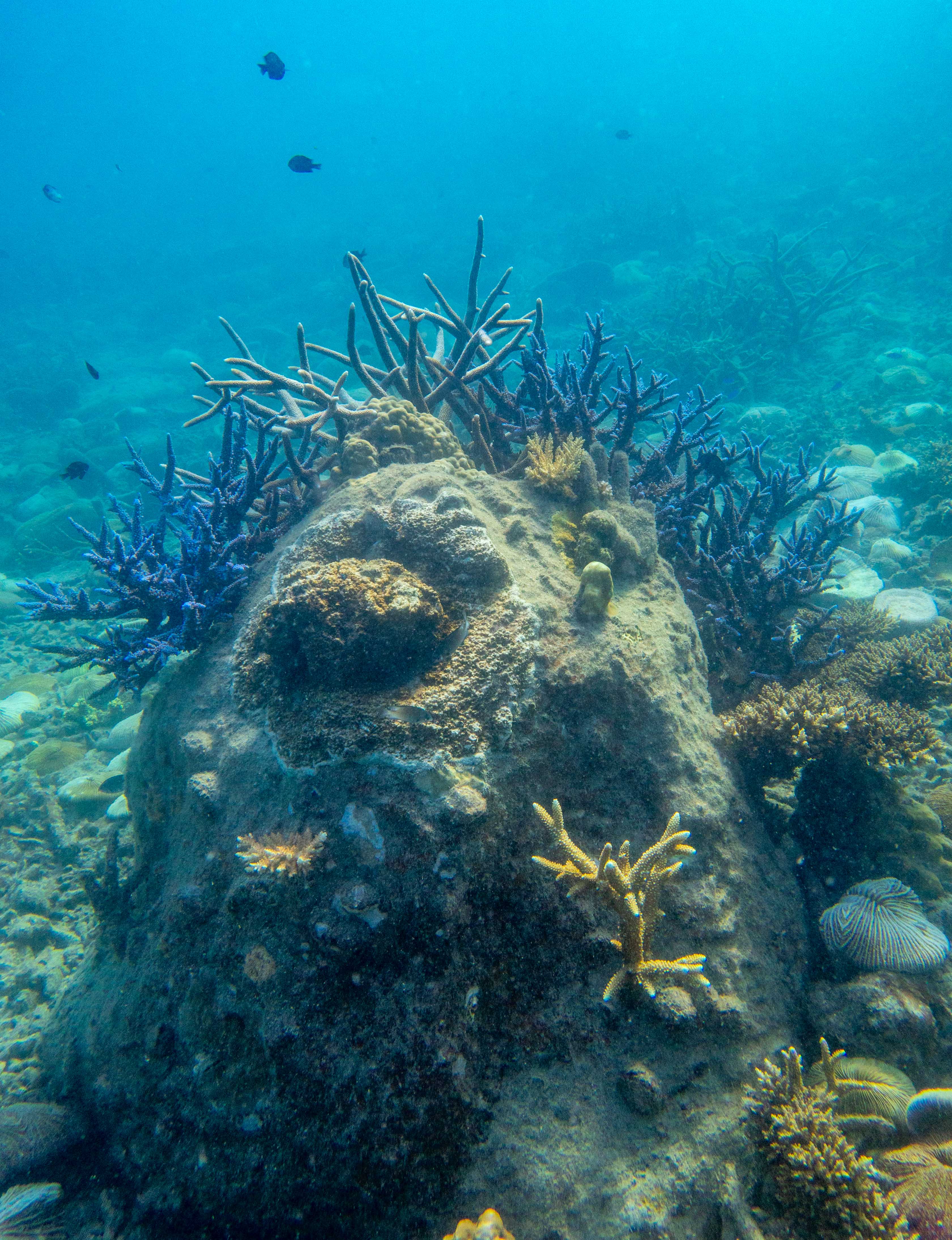 Drowning in Despair covered in Coral