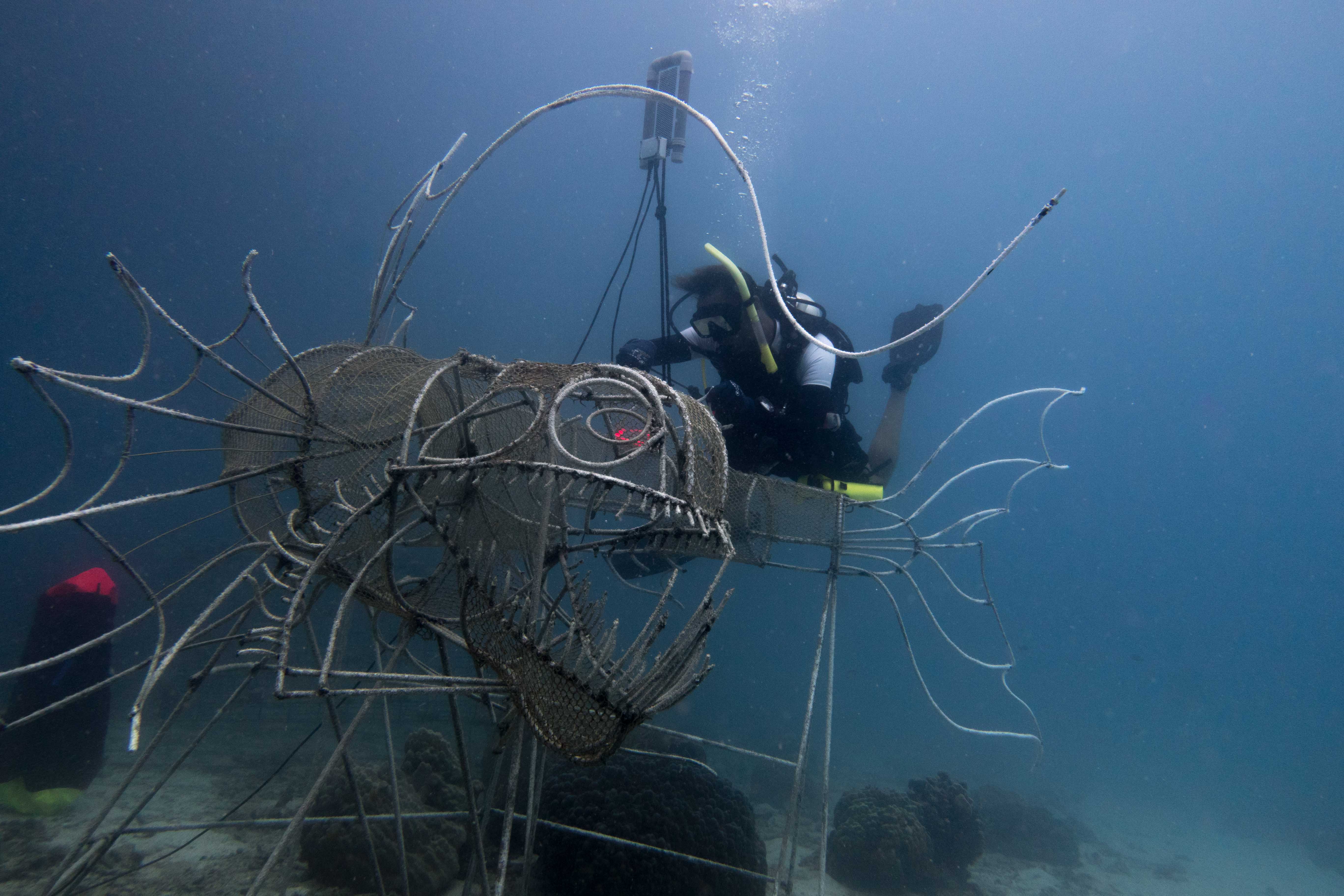 Electric Viperfish and Coral AId